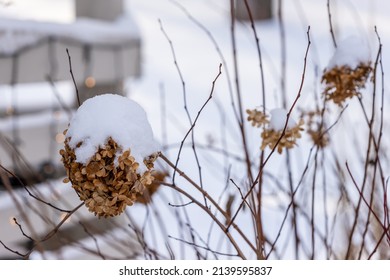 Brown dead hydrangeas (Hydrangea paniculata) flowers in snow at blurry background. Tree hydrangea flowers at winter. Panicle hydrangeas blooms at grey winter day. - Shutterstock ID 2139595837