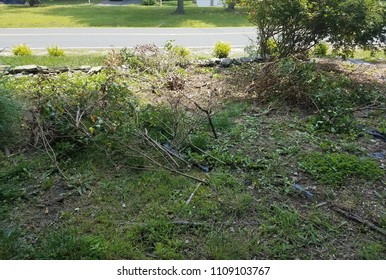 A Brown Dead Rose Bush Cut Up And Removed