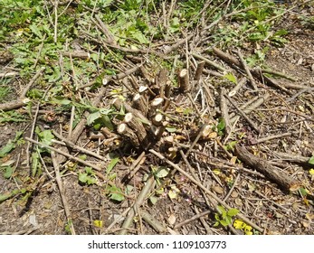 A Brown Dead Rose Bush Cut Up And Removed