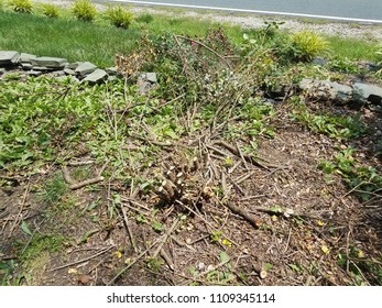 A Brown Dead Rose Bush Cut Into Pieces And Removed