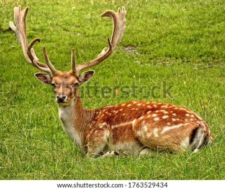 Brown Dear Laying on Grass Field