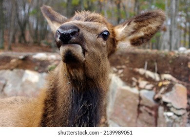 brown deer face with funny expression