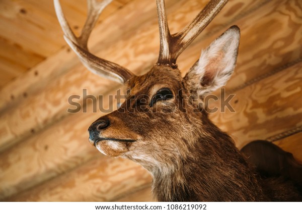 Brown deer head on\
wooden wall background. Animals draft or trophy decorative object.\
Taxidermy concept