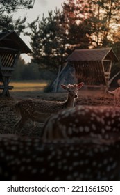 Brown Deer Standing On Brown Grass Field At Farm