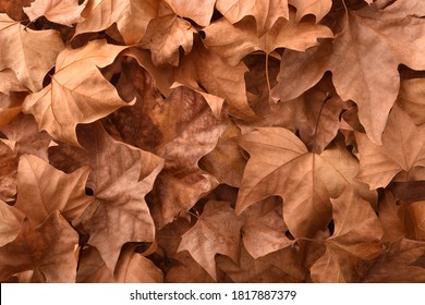 Brown detailed autumnal background of group of dried platanus leaves. Top view