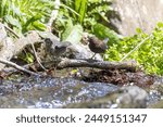 Brown Dippe feeding in a stream.