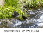 Brown Dippe feeding in a stream.