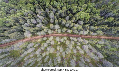 Brown Dirt Road Leading Through A Green Forest With Pine Trees. Drone Top View.