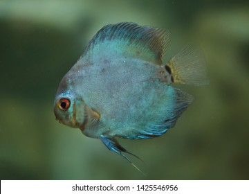 303 Brown discus fish Images, Stock Photos & Vectors | Shutterstock