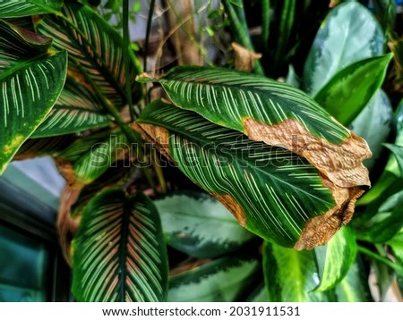 brown disease on calathea leaves.