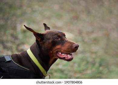 Brown Doberman with cropped ears and yellow biotan collar portrait close up on background of green grass. Charming German smooth haired dog breed.