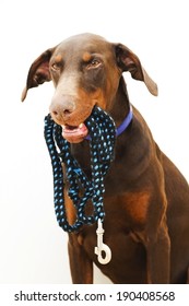 brown Doberman holds in its mouth a guide