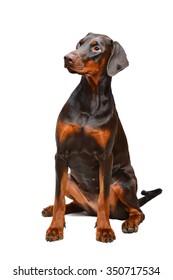 Brown Doberman On The White Background