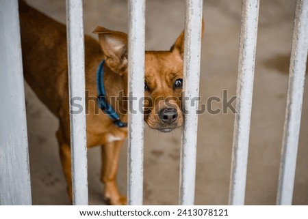 a brown dog at an animal shelter for found animals 