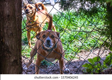 Brown Dog Barking Behind Metal Fence