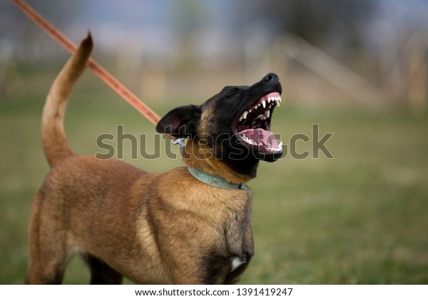 Brown Dog Belgian Malinois Barking Showing Stock Photo 1391419247