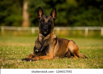 Brown Dog Belgian Malinois Lying On Stock Photo 1244517592 | Shutterstock