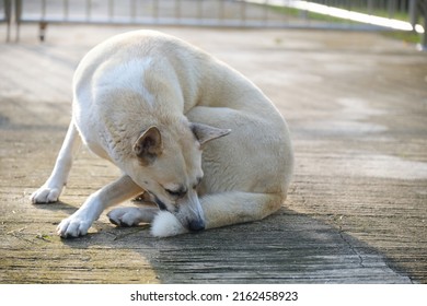 Brown Dog Is Biting His Tail.