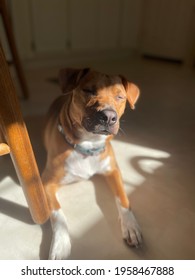 Brown Dog Blinking In The Sunlight In A Kitchen