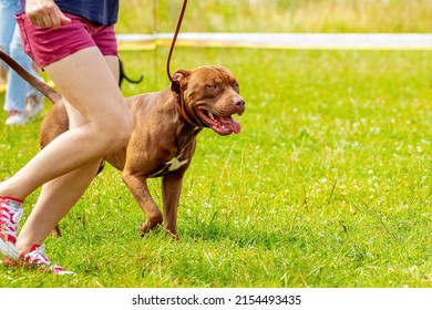 Brown Dog Breed American Pit Bull Terrier On A Leash Near His Mistress During A Morning Jog In The Park