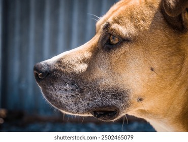 Brown dog close up face portrait - Powered by Shutterstock