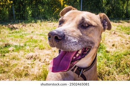 Brown dog close up face portrait - Powered by Shutterstock