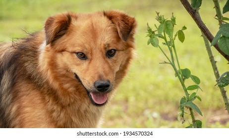 犬 お座り の画像 写真素材 ベクター画像 Shutterstock