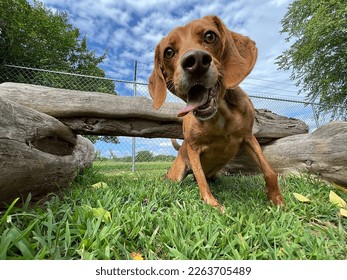 Brown dog closeup looking at camera with tongue out, funny pet portrait  - Powered by Shutterstock