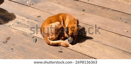 Brown dog is curled up sleeping. Elements and background image.