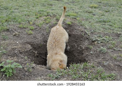 Brown Dog Digging A Hole In The Ground Looking For A Bone