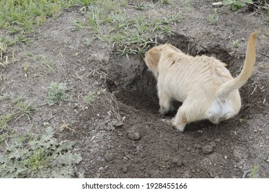 Brown Dog Digging A Hole In The Ground Looking For A Bone