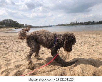 犬 穴掘り の画像 写真素材 ベクター画像 Shutterstock