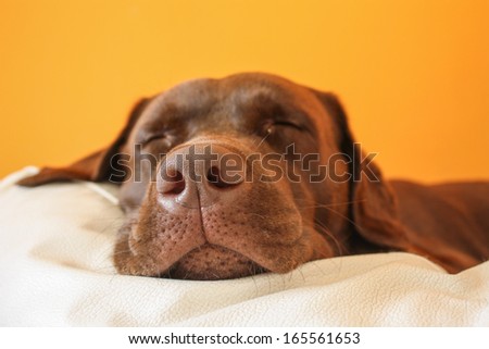 Brown dog dreaming