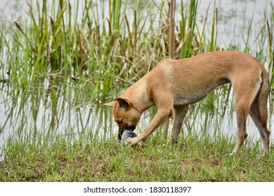 Brown Dog Eating Fish Next To The Swamp.