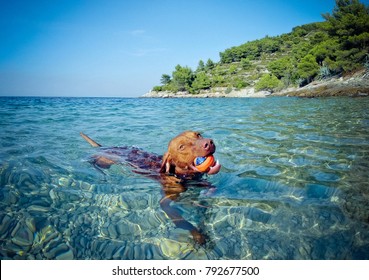Brown dog enjoying a day on the beach. He catches the ball and swim in the sea