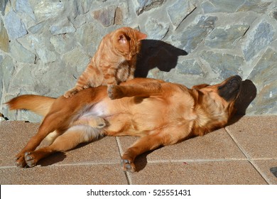 Brown dog enjoying a massage by a red cat