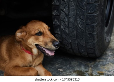 A Brown Dog Escape From Sunlight, Under The Big Car