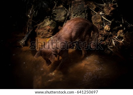 Brown dog  in forest