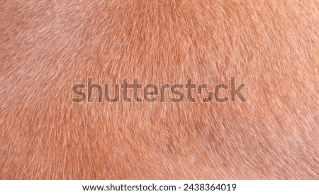 Brown dog fur is suitable for the background