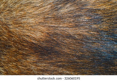  Brown dog fur texture or background