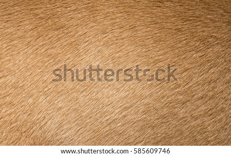 Brown dog fur texture or background. Macro shot.