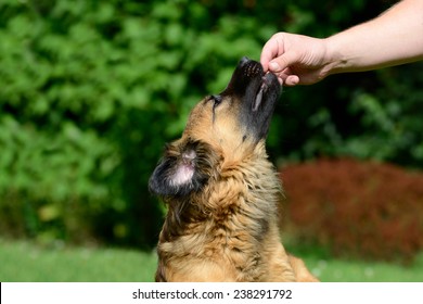 Brown Dog Gets Treats