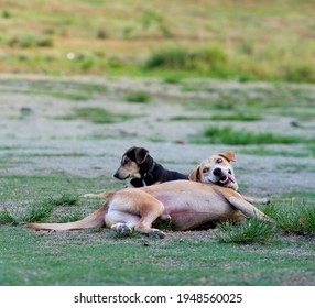 Brown Dog In The Grass Acting Silly. 