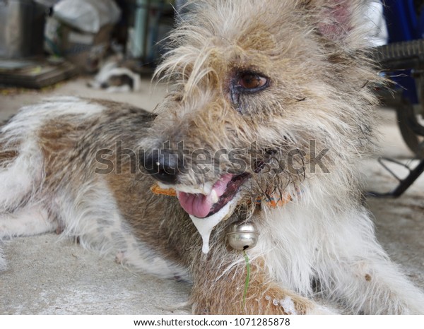 Brown Dog Has Saliva Foam Overflow Stock Photo Edit Now 1071285878