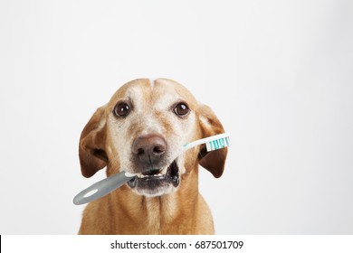 Brown dog holding a toothbrush on a bright background. Health care. Free space.