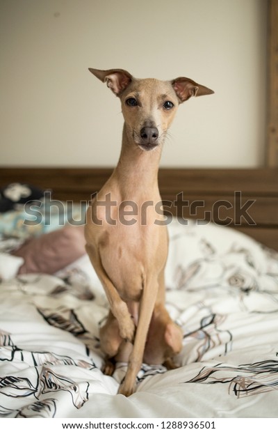 cream italian greyhound