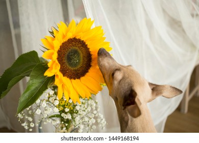 Brown Dog Italian Greyhound Sniffing Sunflower Portrait With White Curtain In Background 