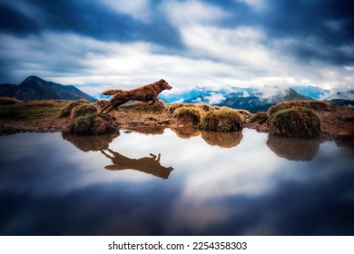 Brown dog is jumping in a mountain lake on a autumn day - Powered by Shutterstock