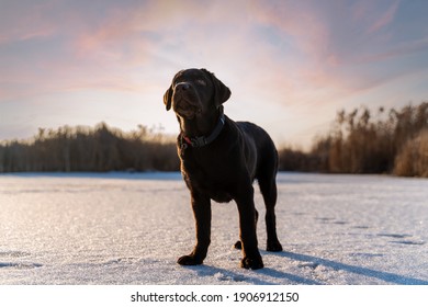 Brown Dog Labrador In Icy Conditions