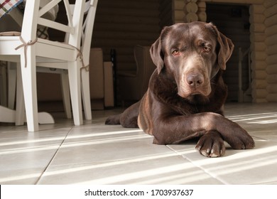 Brown Dog Labrador  Lies On Floor In Kitchen Near White Furniture